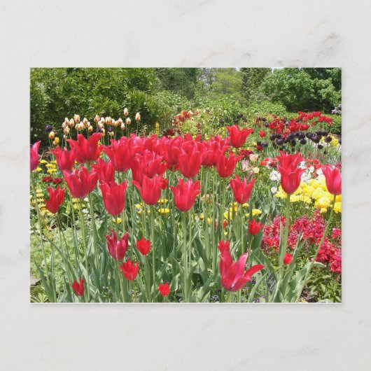 赤いチューリップ ポストカード (正面)