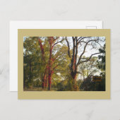 赤いツタのはがき付き木 ポストカード (正面/裏面)