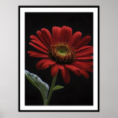赤いデイジー離れの片側が黒く ポスター (正面)