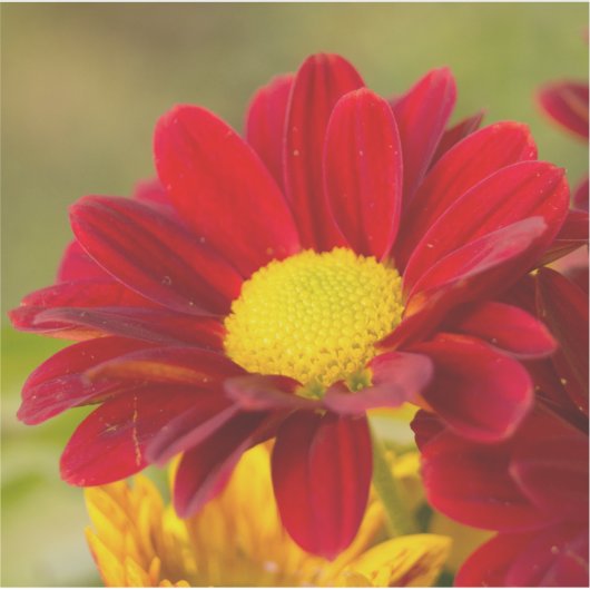 赤いデイジー シール (正面)