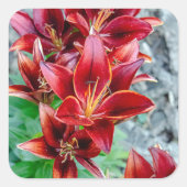 赤いトウガラユリ花、カナダ写真 スクエアシール (正面)