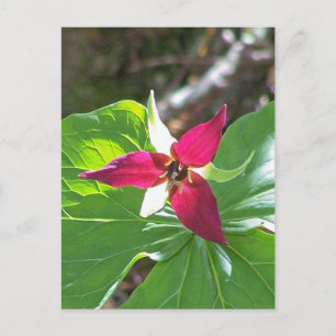 赤いトリリウムの花 ポストカード