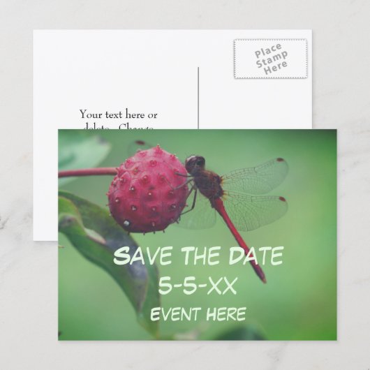 赤いトンボの自然_Save The Date 案内ポストカード (正面/裏面)