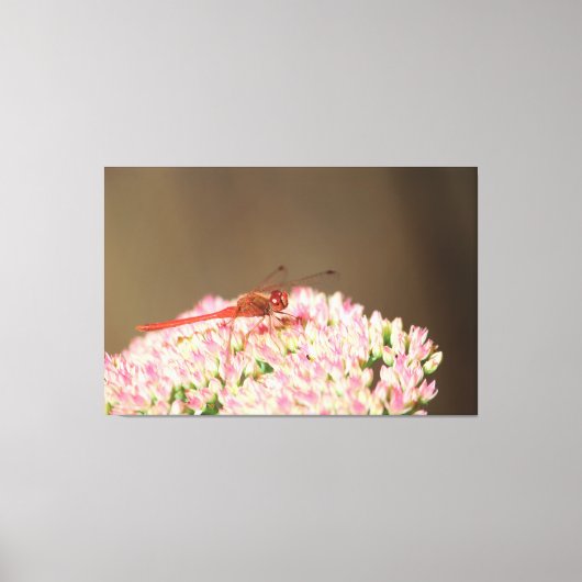 赤いトンボ写真 キャンバスプリント (正面)