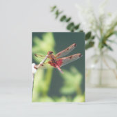 赤いトンボ ポストカード (スタンド正面)