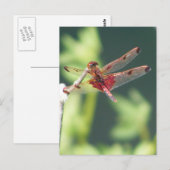 赤いトンボ ポストカード (正面/裏面)