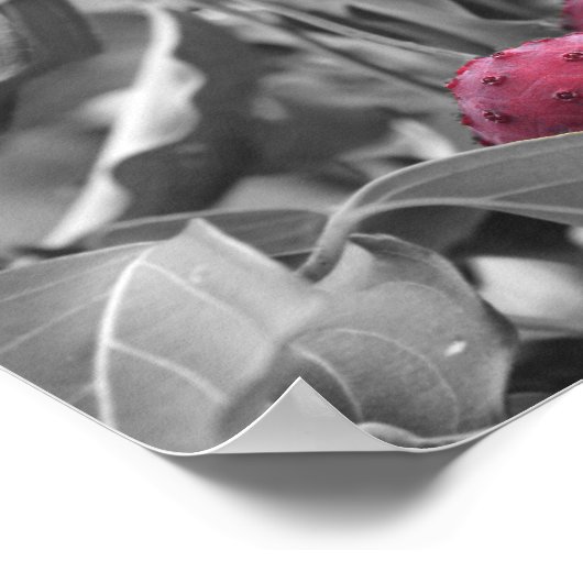 赤いドッグウッドの果実の部分色 ポスター (角)