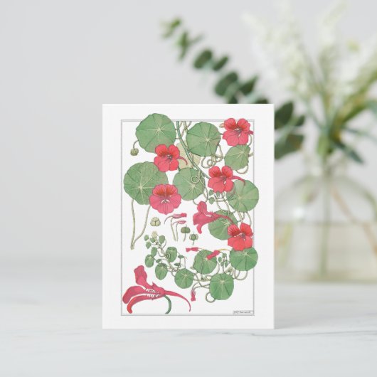 赤いナスタウム |アンティークリトグラフ1896ポスター ポストカード (スタンド正面)