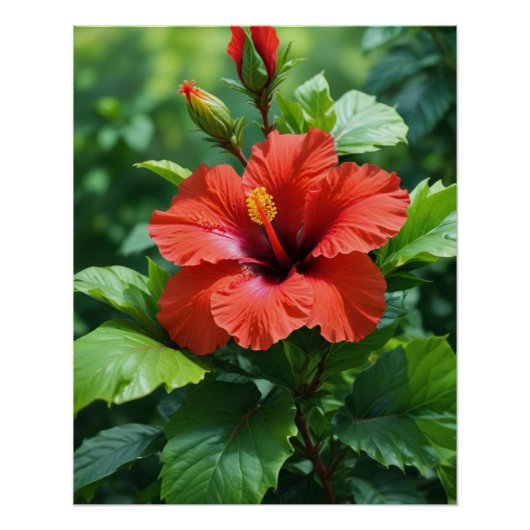赤いハイビスカスの花の写真デザイン-43698 ポスター (正面)