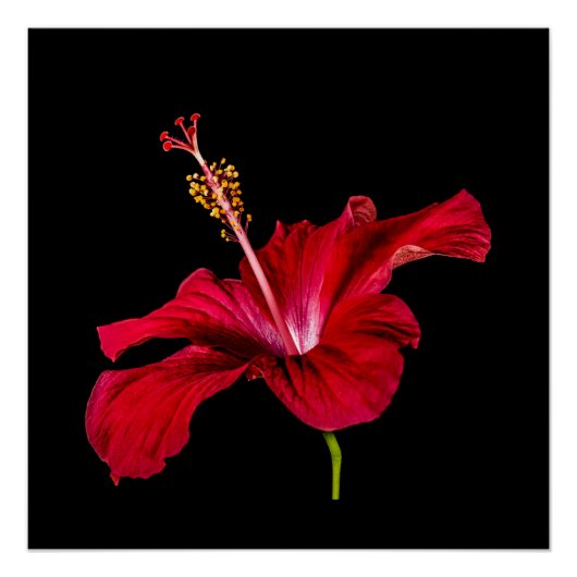 赤いハイビスカスの花の横顔の価値 ポスター (正面)