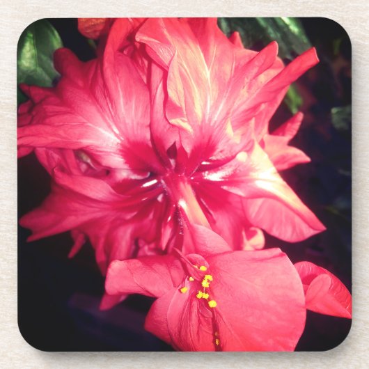 赤いハイビスカスの花 コースター (正面)