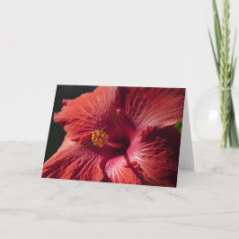 赤いハイビスカスカード カード