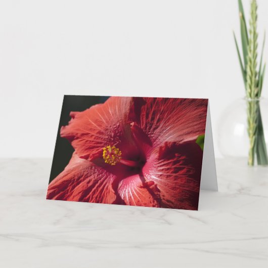 赤いハイビスカスカード カード (正面)