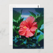 赤いハイビスカスフラワー ポストカード (正面/裏面)