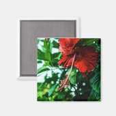 赤いハイビスカスフラワー マグネット (正面/裏面)