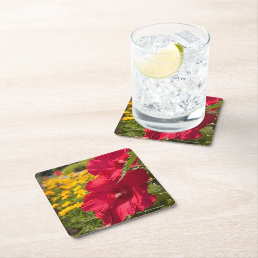 赤いハイビスカス スクエアペーパーコースター (インサイチュ)