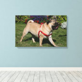 赤いハーネスを着たパグ キャンバスプリント (インサイチュ (ウッドフロア))