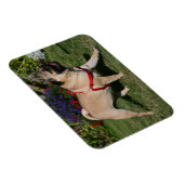 赤いハーネスを着たパグ マグネット (右側)