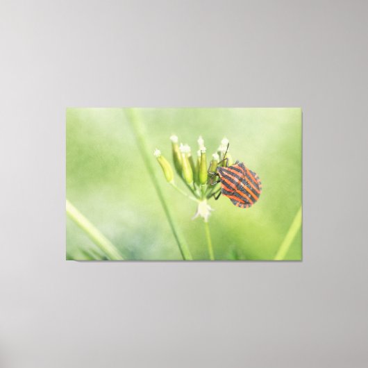 赤いバグ – 1つ以上のボトルが傷つかない キャンバスプリント (正面)