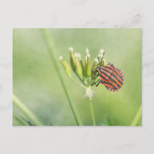赤いバグ – 1つ以上のボトルが傷つかない ポストカード (正面)