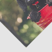 赤いバケツに入った黒い犬の子犬 薄葉紙 (詳細)