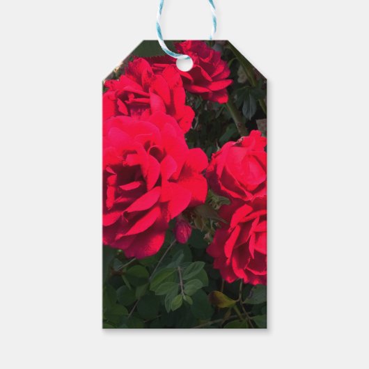 赤いバラが咲いている ギフトタグ (正面)