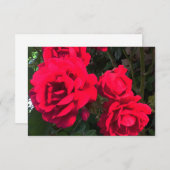 赤いバラが咲く サンキューカード (正面/裏面)