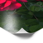 赤いバラが咲く フォトプリント            (角)