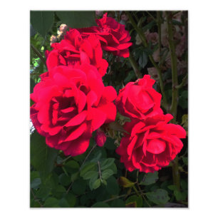 赤いバラが咲く フォトプリント