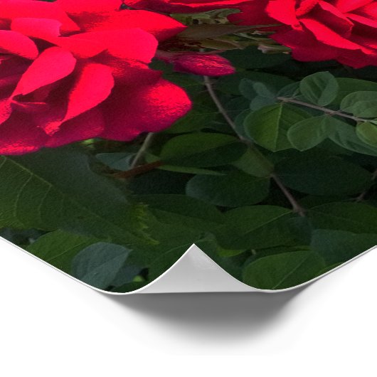 赤いバラが咲く ポスター (角)