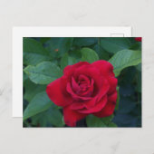 赤いバラが近く シーズンポストカード (正面/裏面)