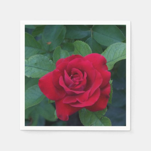 赤いバラが近く スタンダードカクテルナプキン (正面)