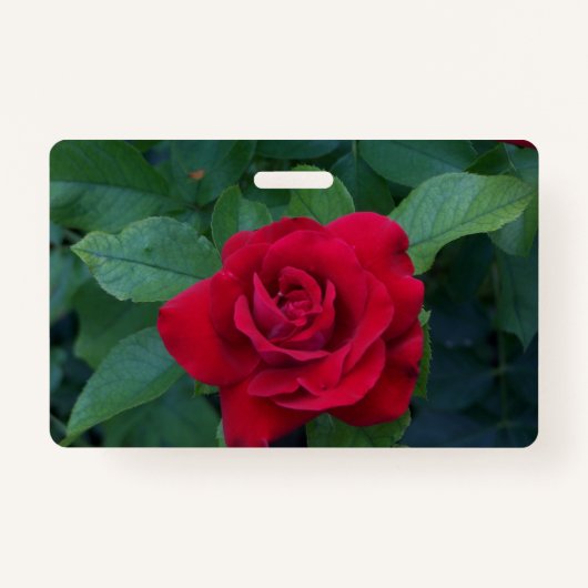 赤いバラが近く バッジ (正面)