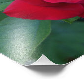 赤いバラが近く フォトプリント            (角)