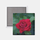 赤いバラが近く マグネット (正面/裏面)