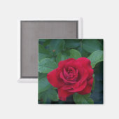 赤いバラが近く マグネット (正面/裏面)