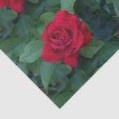 赤いバラが近く 薄葉紙 (詳細)