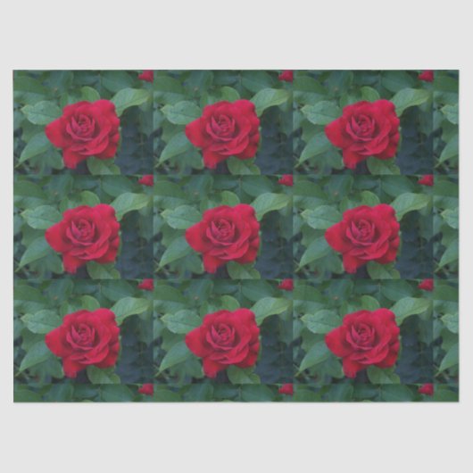 赤いバラが近く 薄葉紙 (正面)