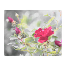 赤いバラと白黒 メタルプリント