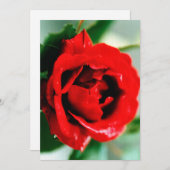 赤いバラに露 シーズンカード (正面/裏面)
