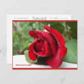 赤いバラに露 | ブルービーチソング™はがき ポストカード (正面/裏面)