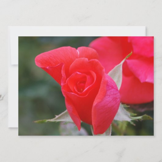 赤いバラのキンセアニェラのかわいらしい誕生日 招待状 (裏面)