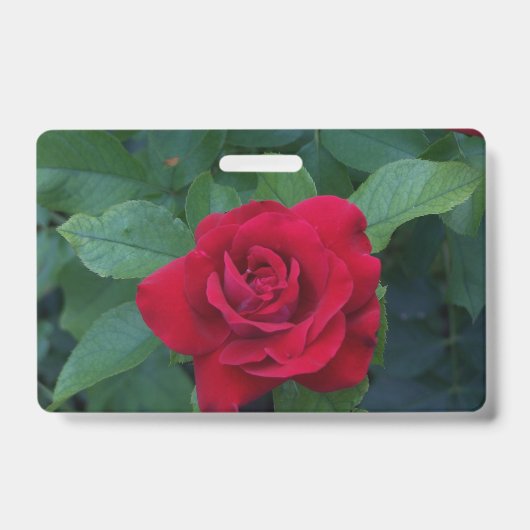 赤いバラのクローズアップ バッジ (正面)