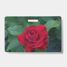 赤いバラのクローズアップ バッジ