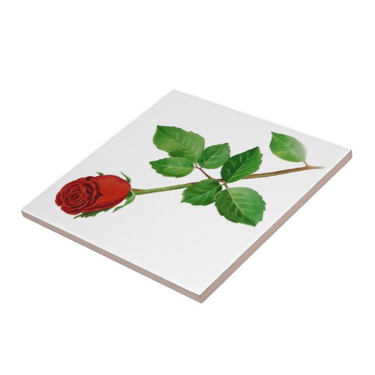 赤いバラのタイル タイル (側面)