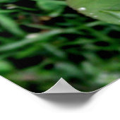 赤いバラの上の雨粒 ポスター (角)