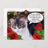 赤いバラの付いた猫 ポストカード (正面/裏面)