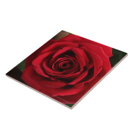 赤いバラの写真 タイル (側面)
