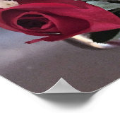 赤いバラの写真 ポスター (角)