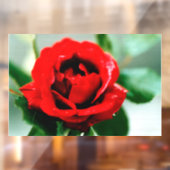 赤いバラの愛 ウィンドウサイン (シート2)